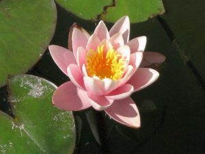 Нимфея розовая Marliacea Rosea