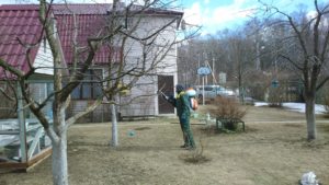 Обработка плодовых деревьев от болезней и вредителей