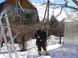 Весенняя обрезка плодовых